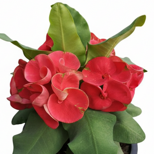 Red Romance Crown of Thorns (Pack of 3)