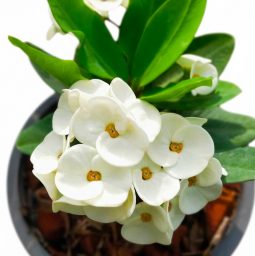 Silver Bell Crown of Thorns (Pack of 3)