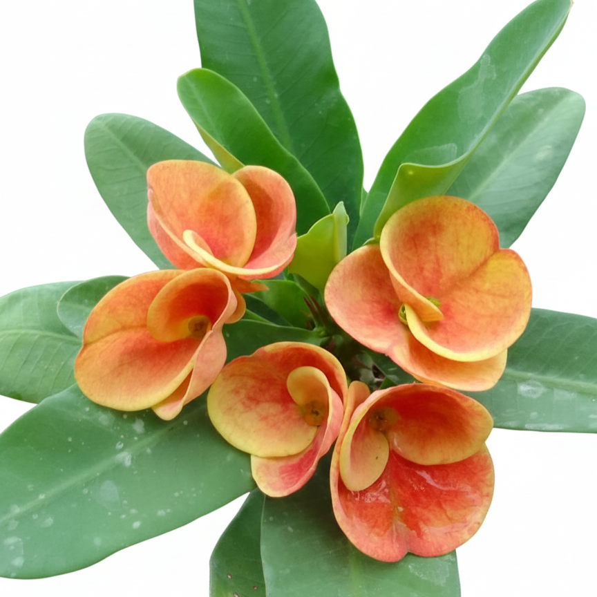 Euphorbia milii Sunday Morning