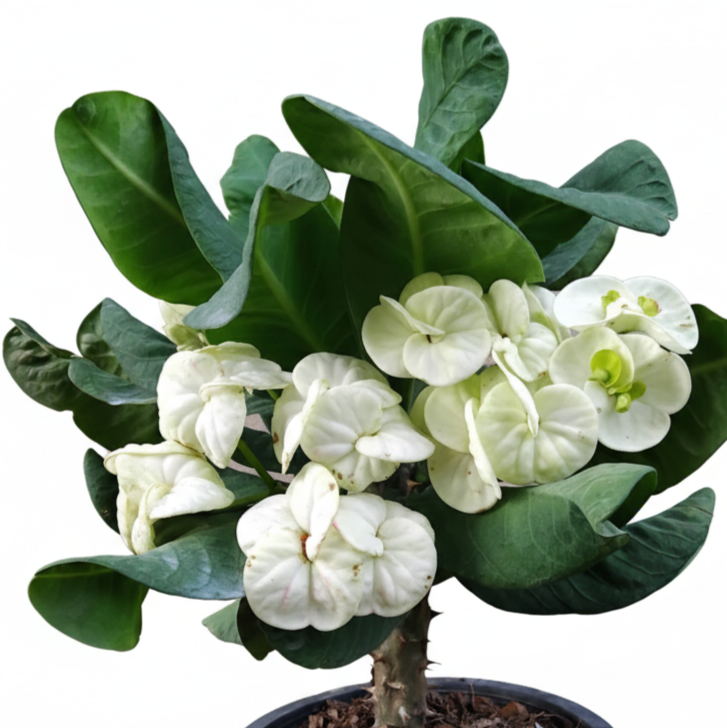 Euphorbia milii White Legend - Premium Flowers
