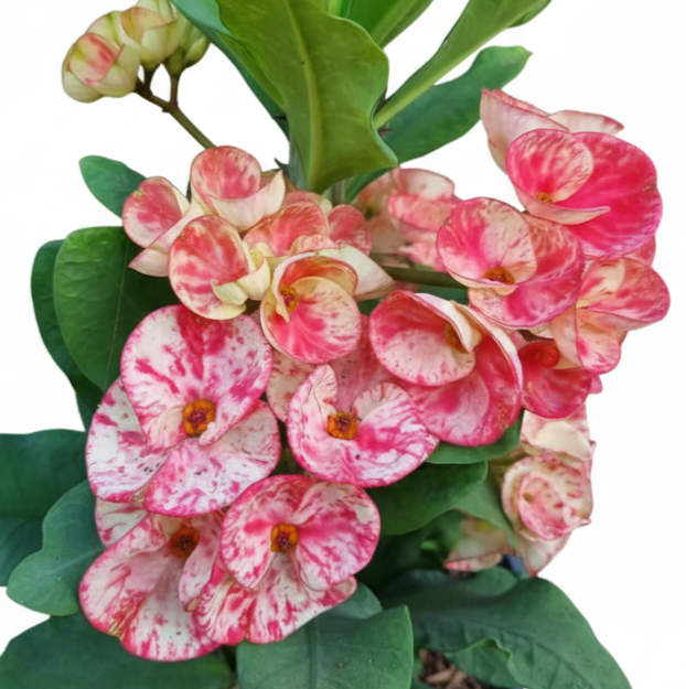Euphorbia milii DoiTung - Premium Flowers