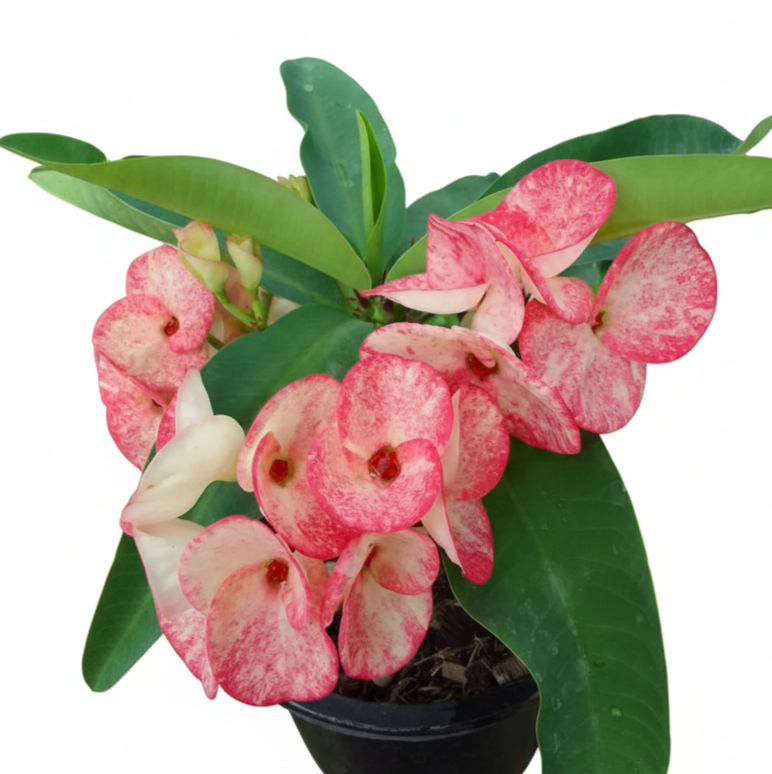 Euphorbia milii - Premium Flowers - Star Sparkle
