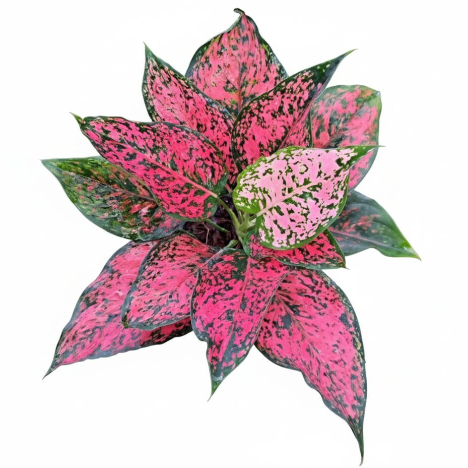 Aglaonema Kamkoon