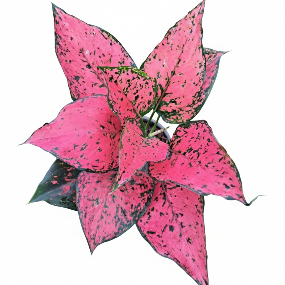 aglaonema pink komkoon Shop Aglaonema Kamkoon from Thai Nursery – PKP Garden