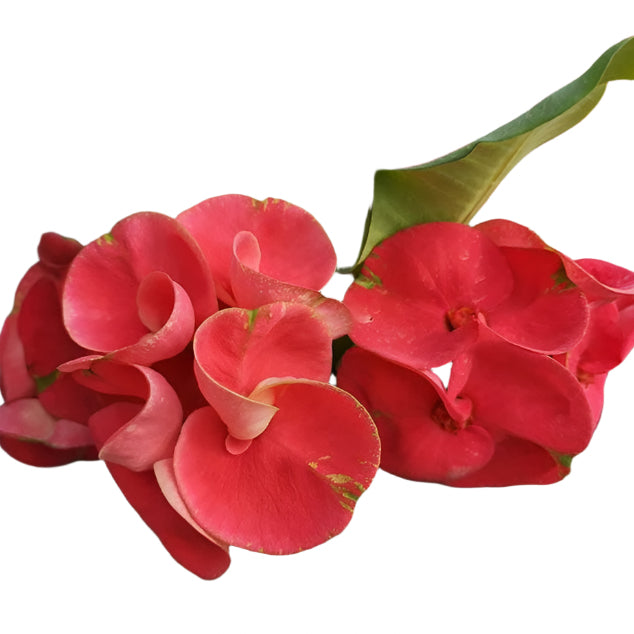 Euphorbia milii - Red Romance