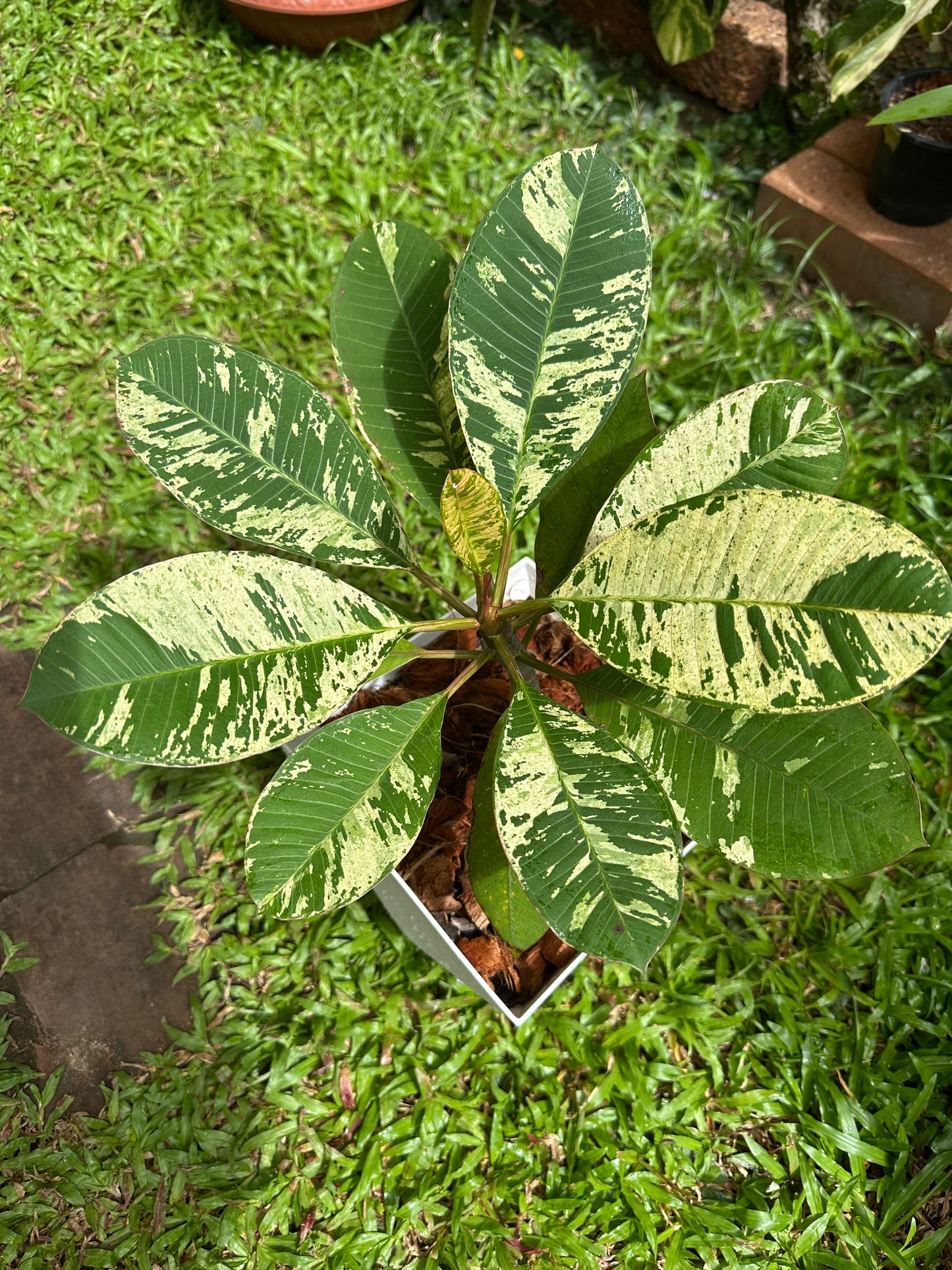Variegated Plumeria