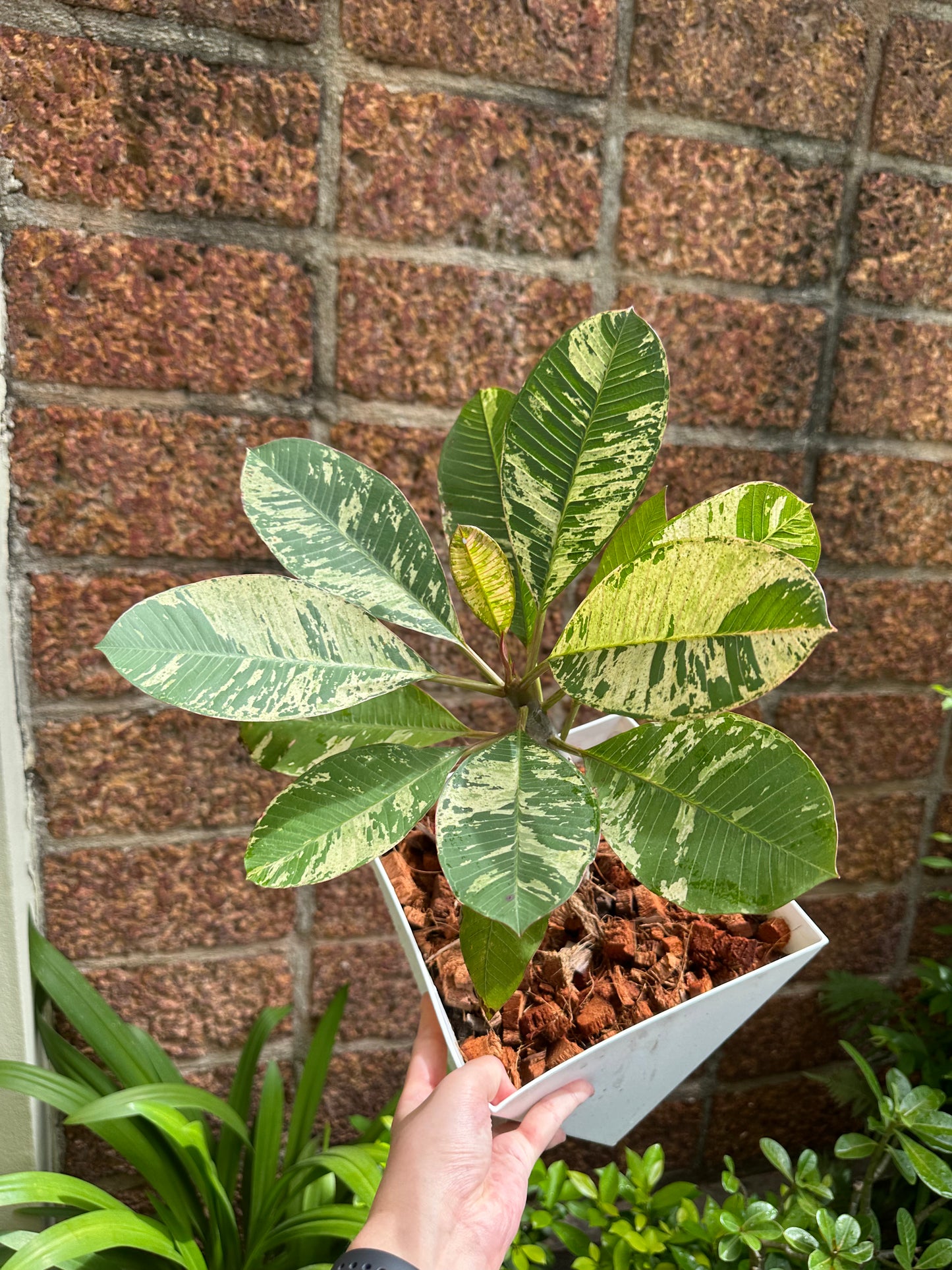 Variegated plumeria nursery