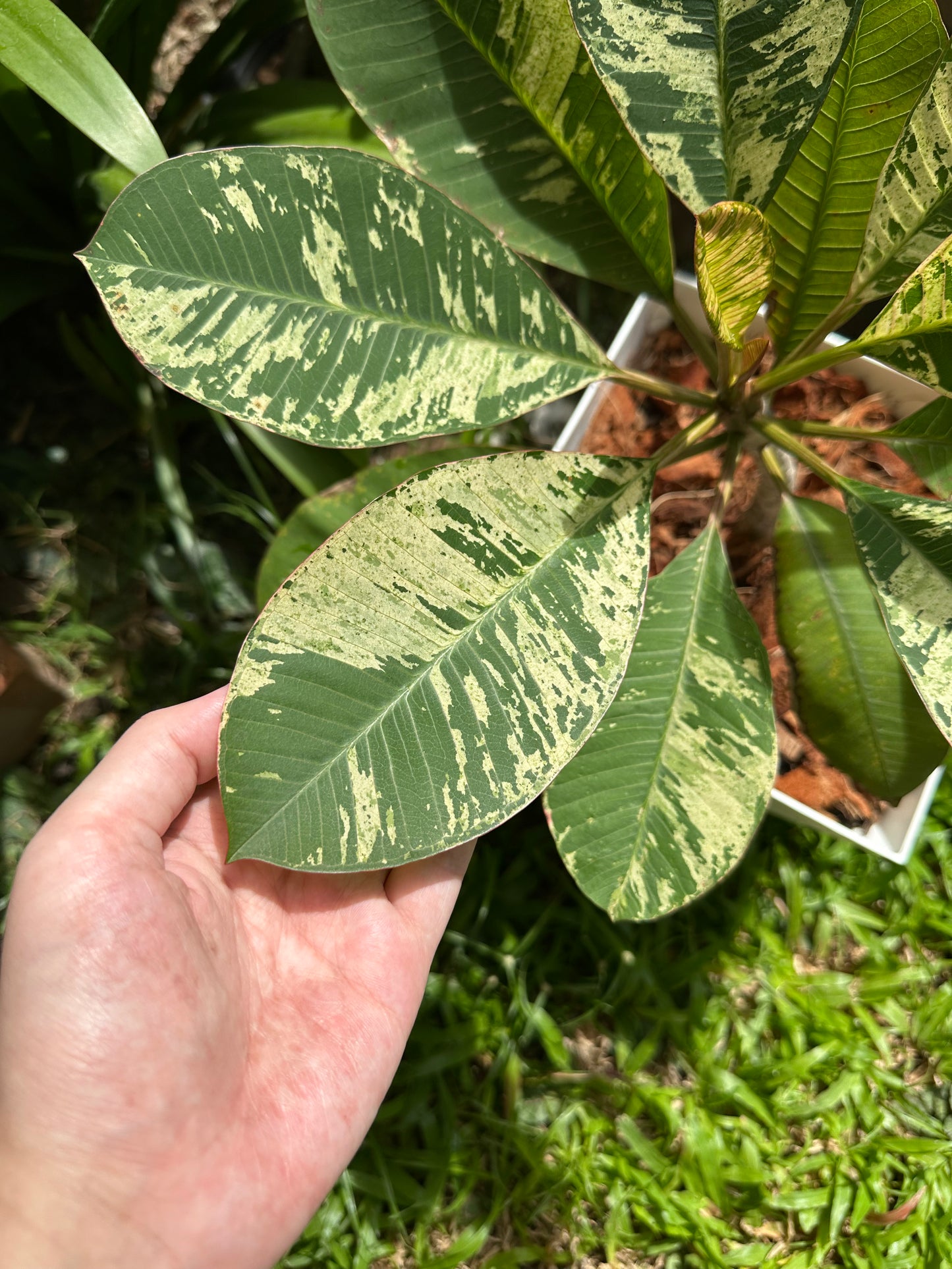 Variegated Plumeria