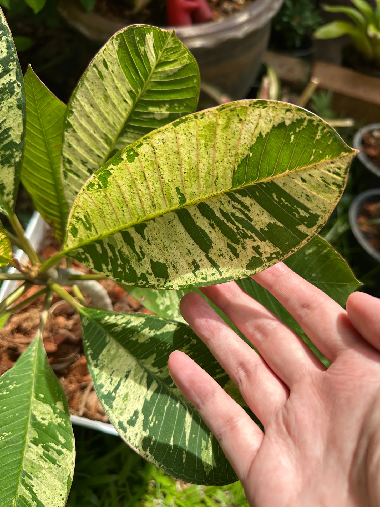 Variegated Plumeria