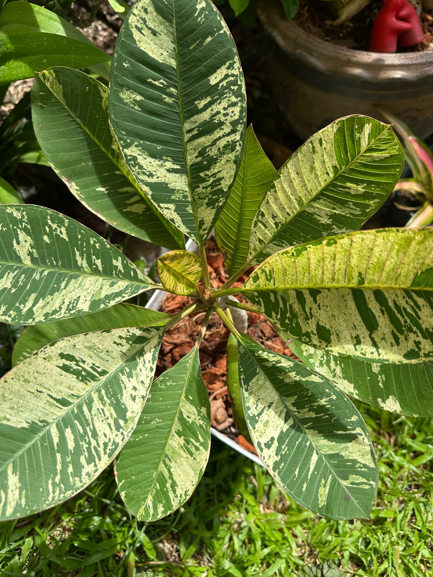 Variegated Plumeria