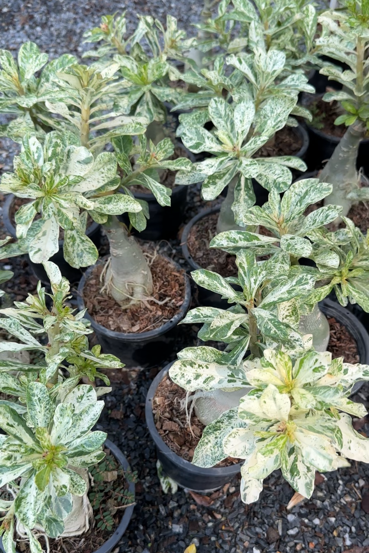 Variegated desert rose for sale