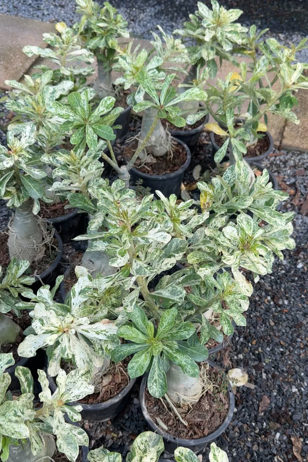 Variegated Adenium nursery