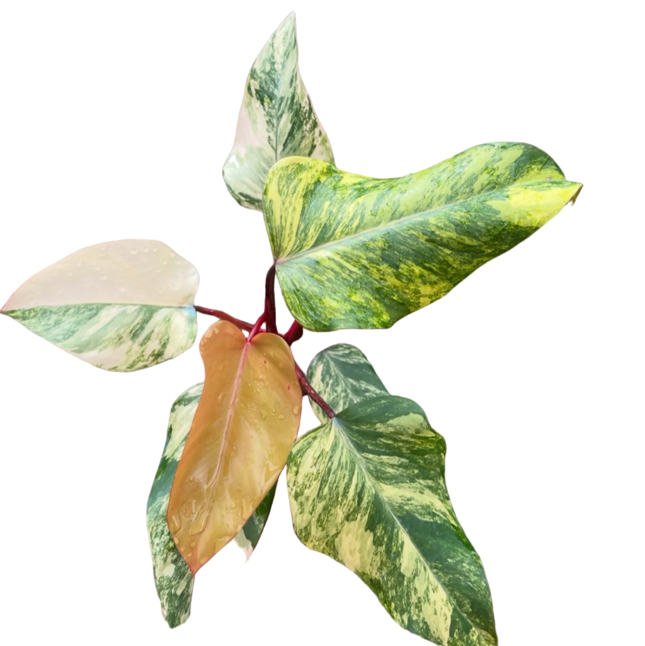 strawberry shake philodendron price Philodendron Strawberry Shake Variegated – PKP Garden