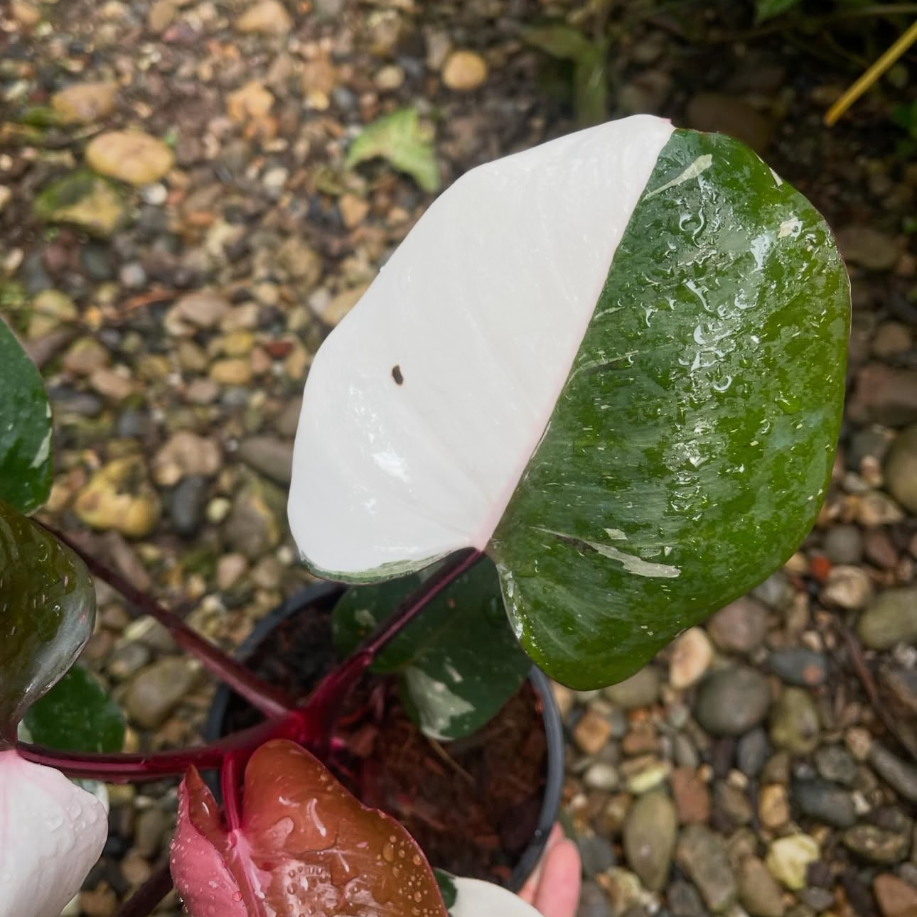 Variegated Philodendron for sale