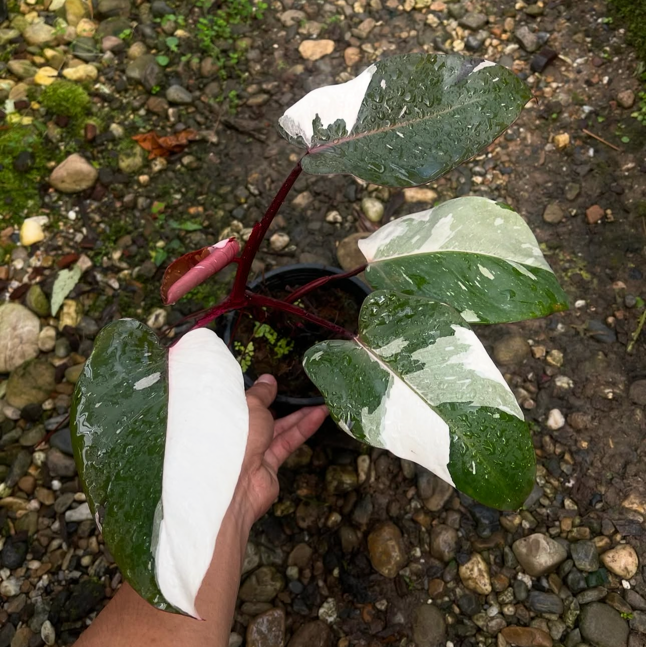 Philodendron Red Anderson Variegated for sale