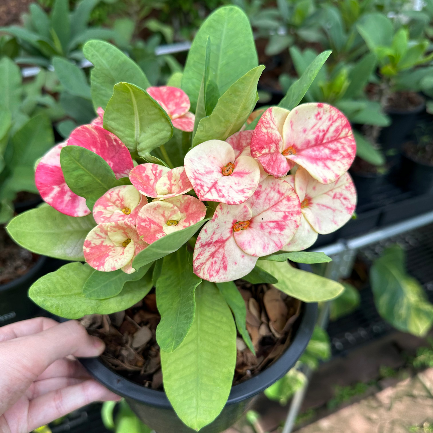 Euphorbia milii nursery in thailand