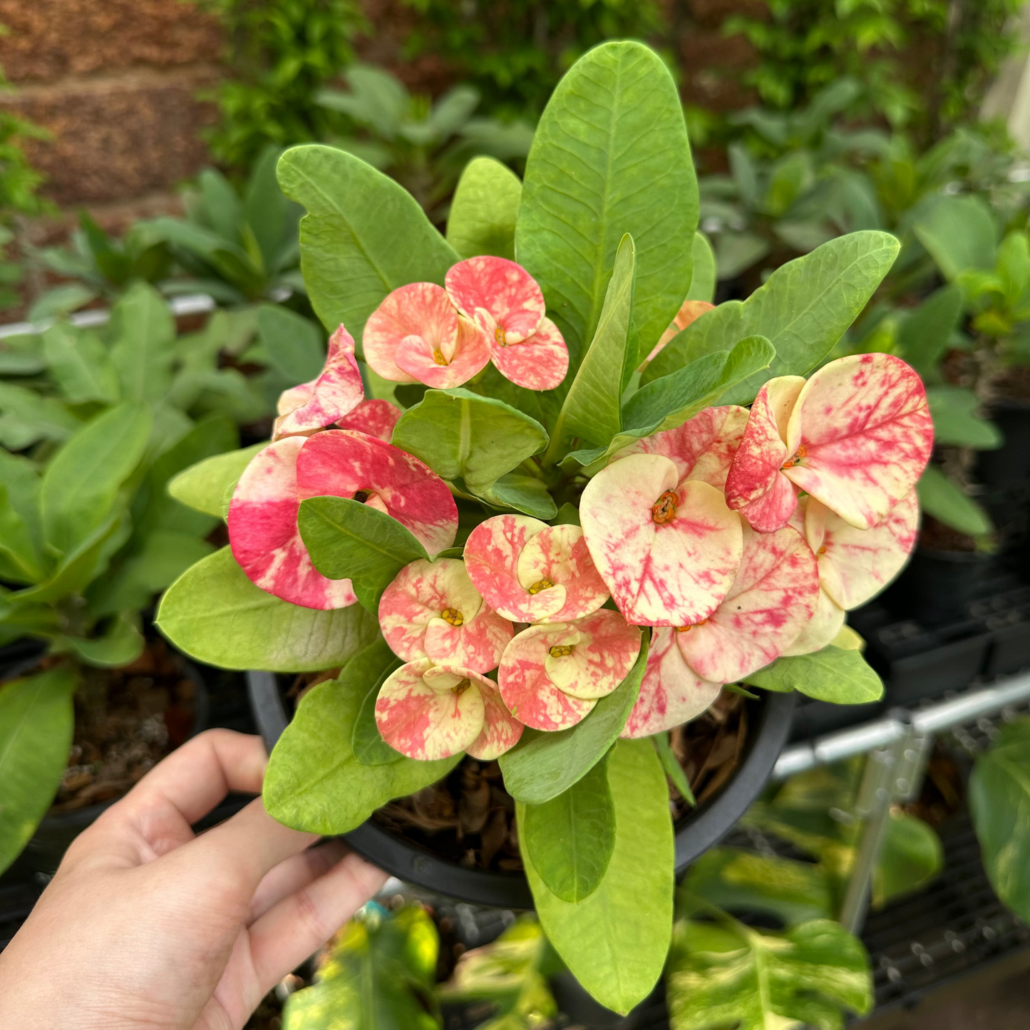 Crown of thorns in the US