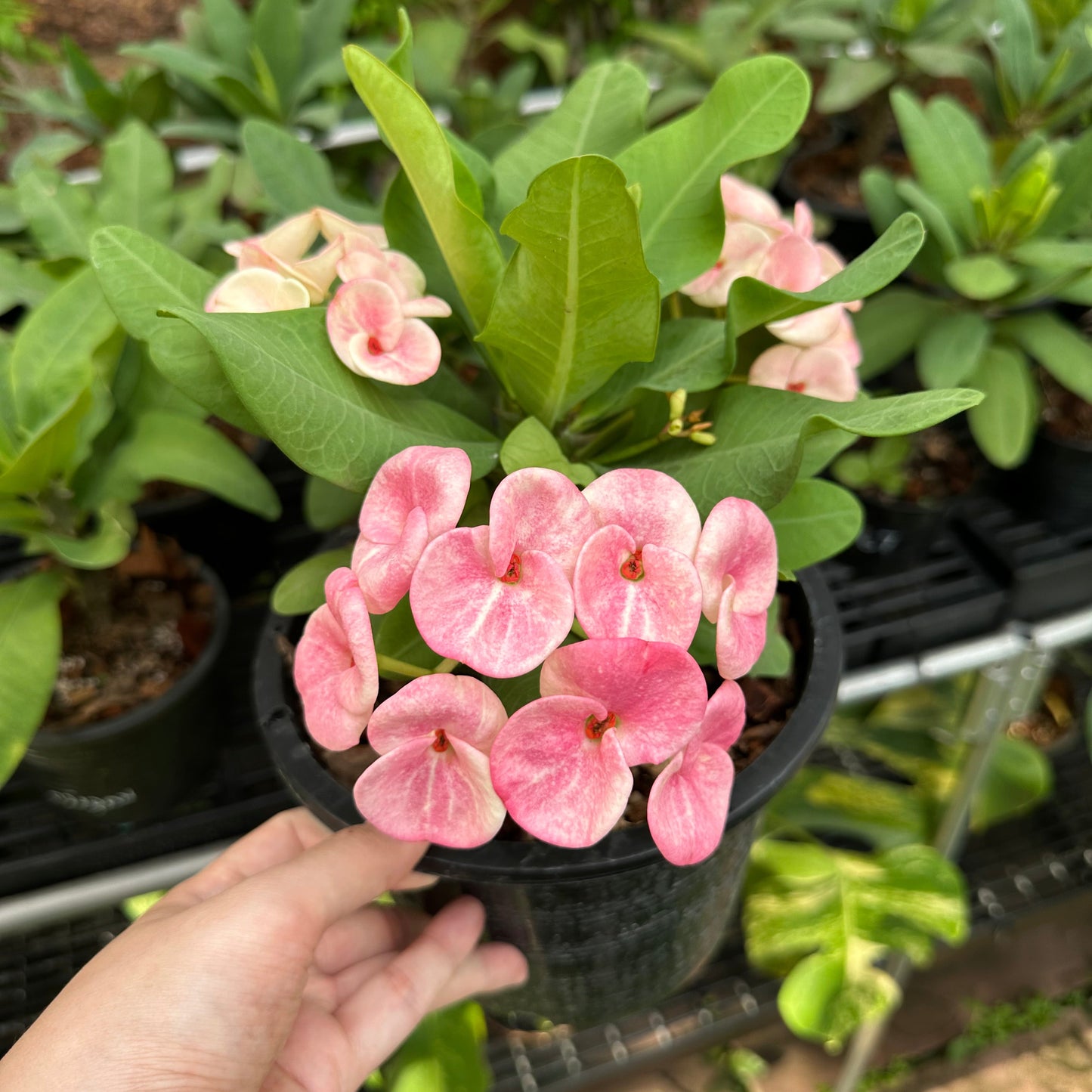 Crown of thorns nearly purple