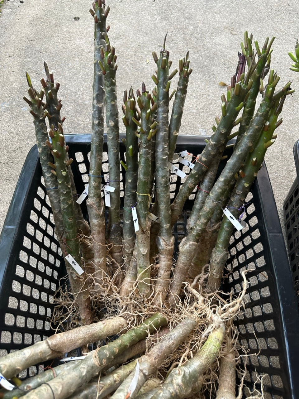 Plumeria for sale in Thailand