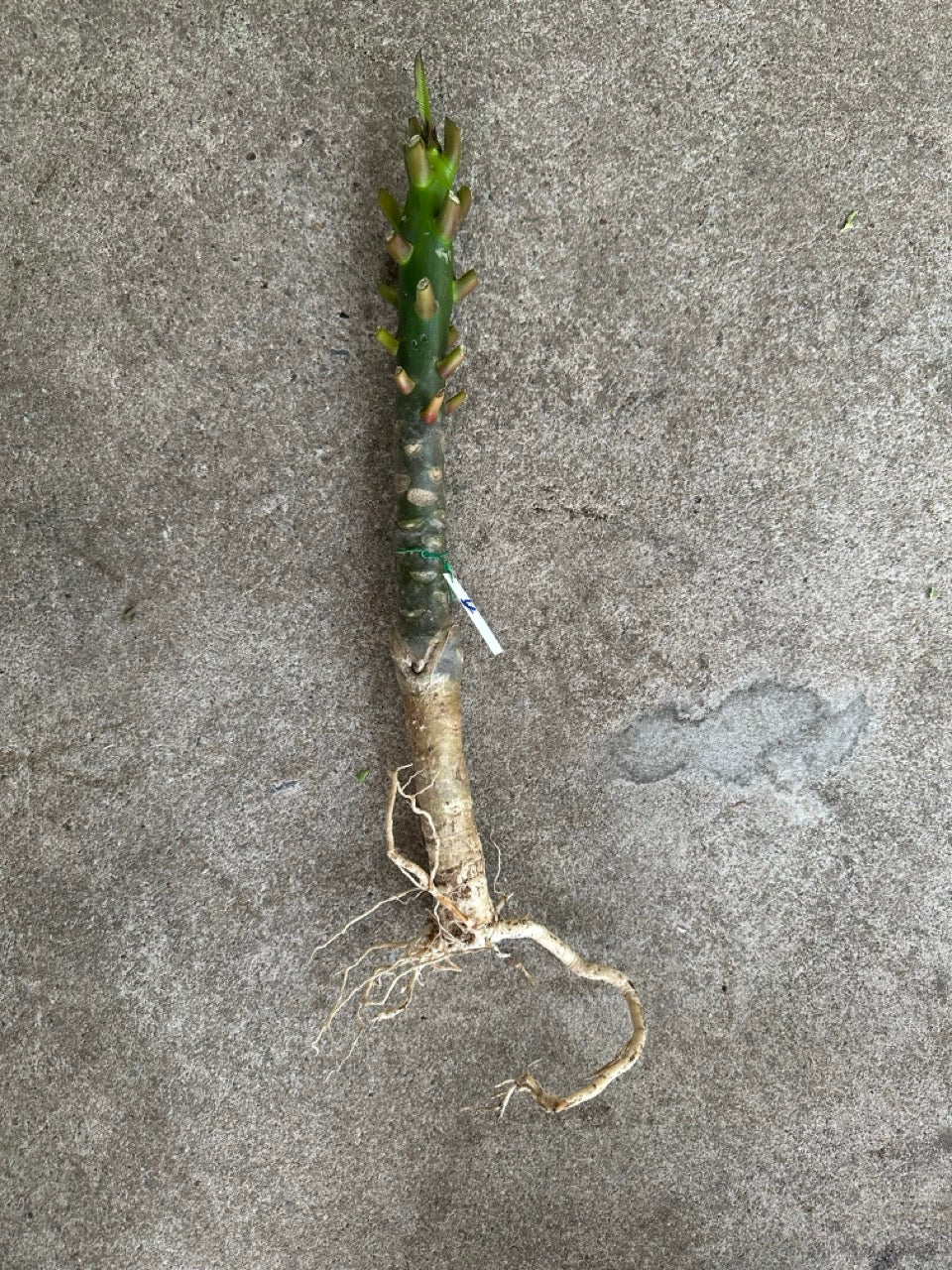 Plumeria grafted plant
