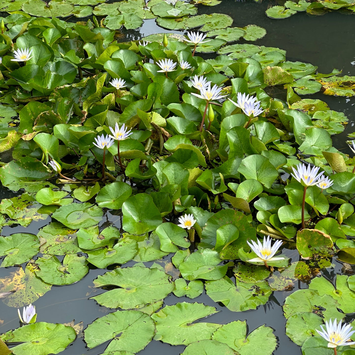 Thai water lily from local garden