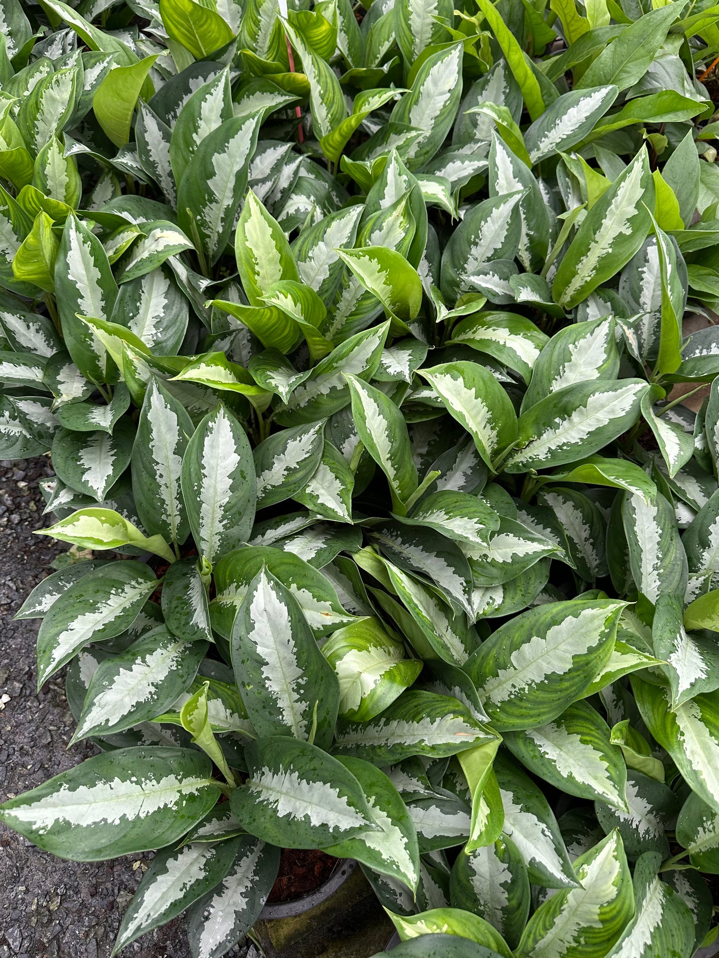 Aglaonema Pattaya Beauty