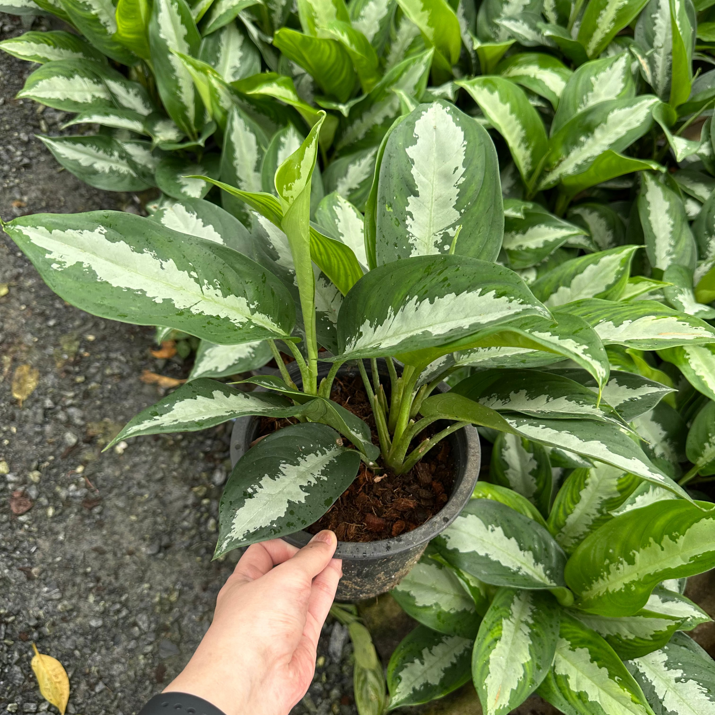 Aglaonema Pattaya Beauty