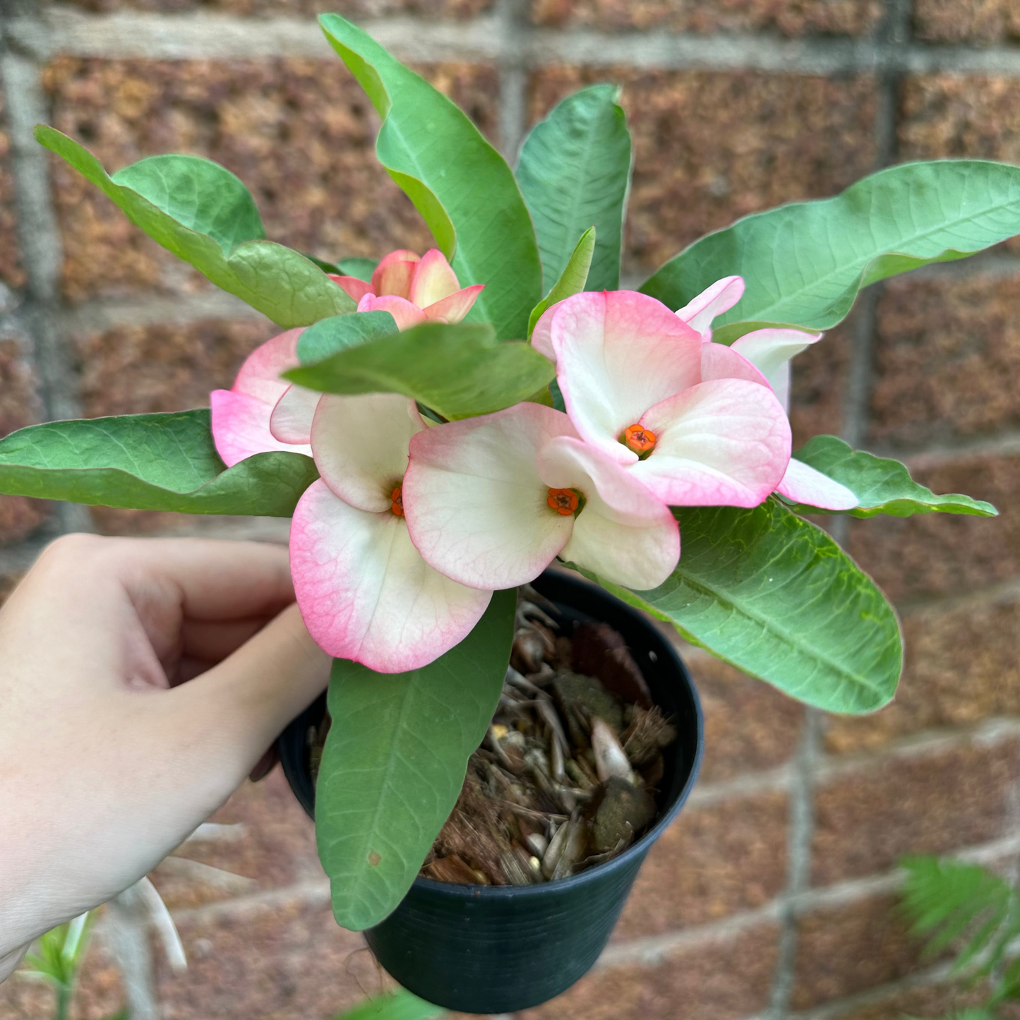 Euphorbia milii Mali Ruk - Premium Flowers