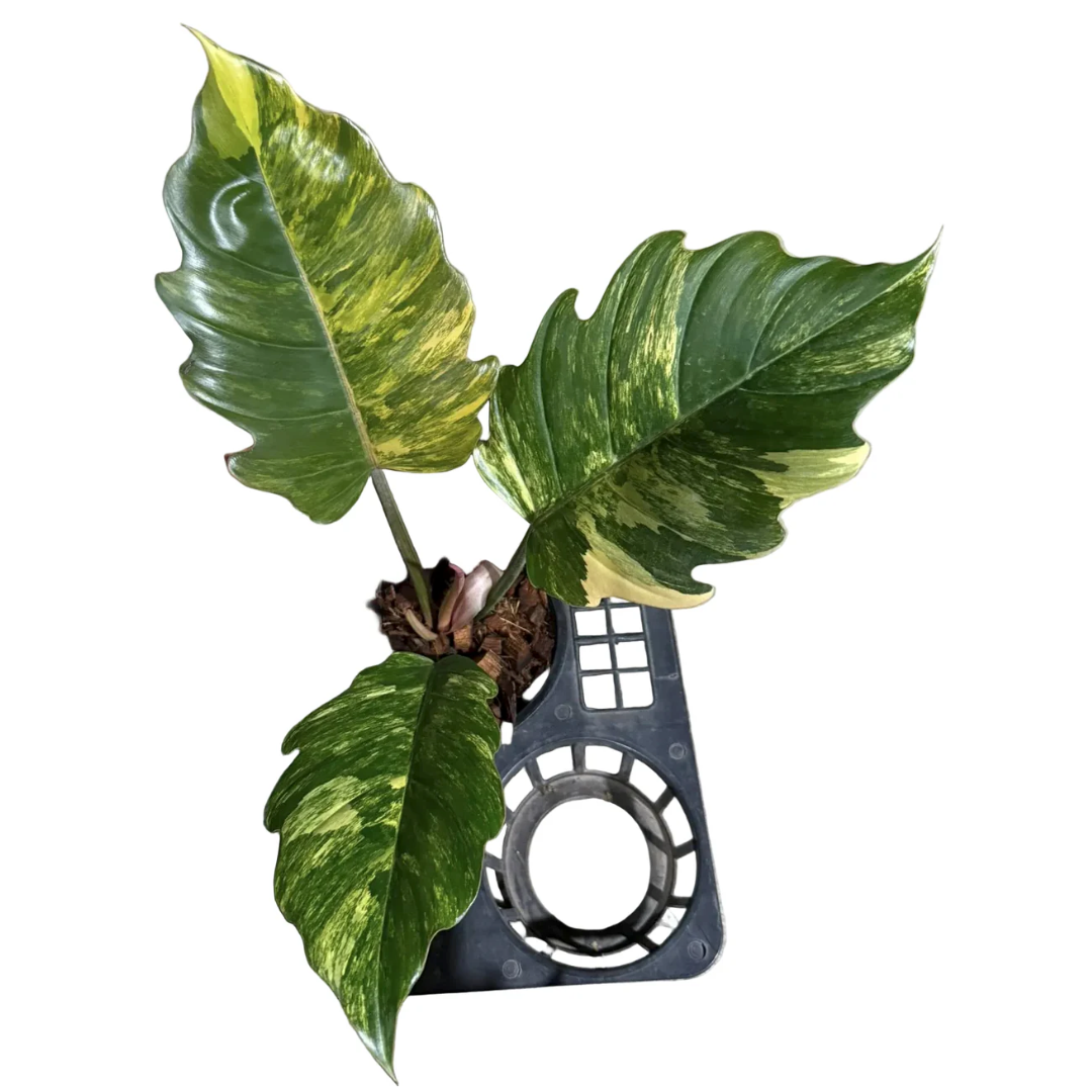Philodendron Caramel Marble Variegated (Small Size) – 3 Leaves