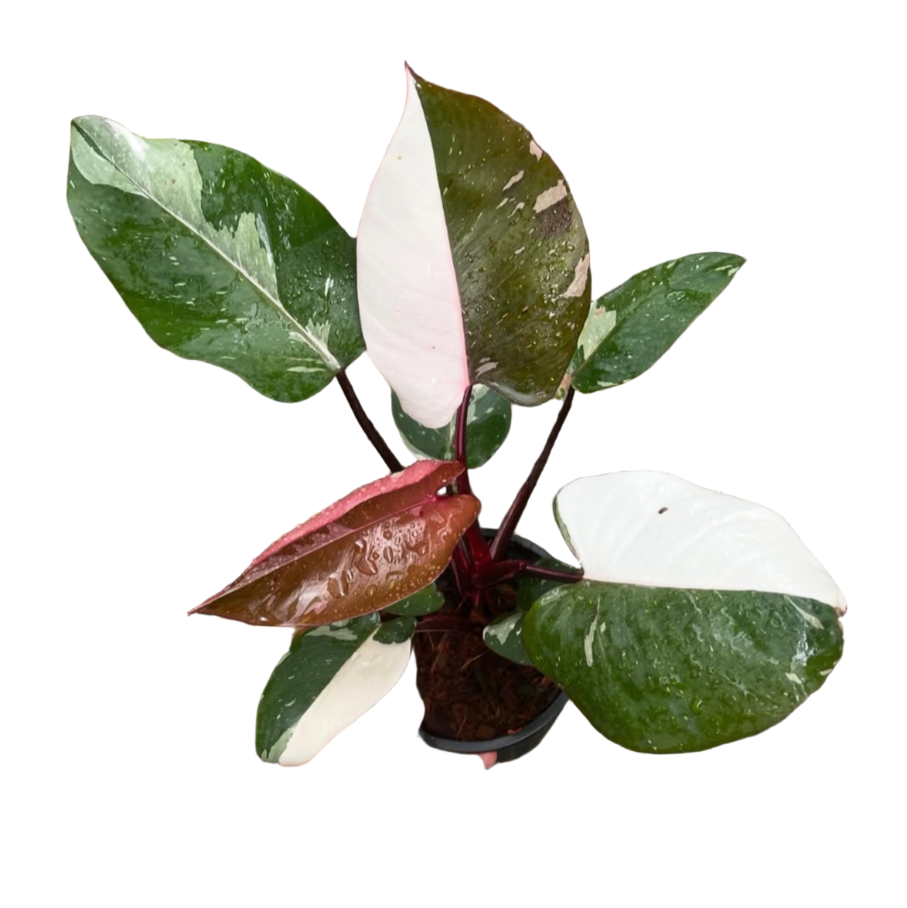 Philodendron Red Anderson Variegated
