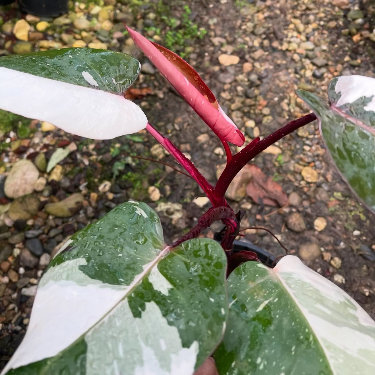 Philodendron Red Anderson Variegated