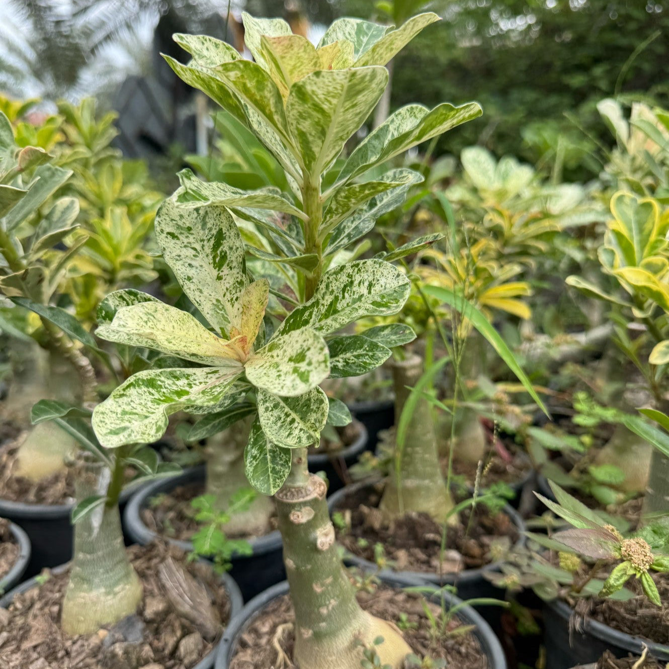 Variegated Adenium for sale in thailand