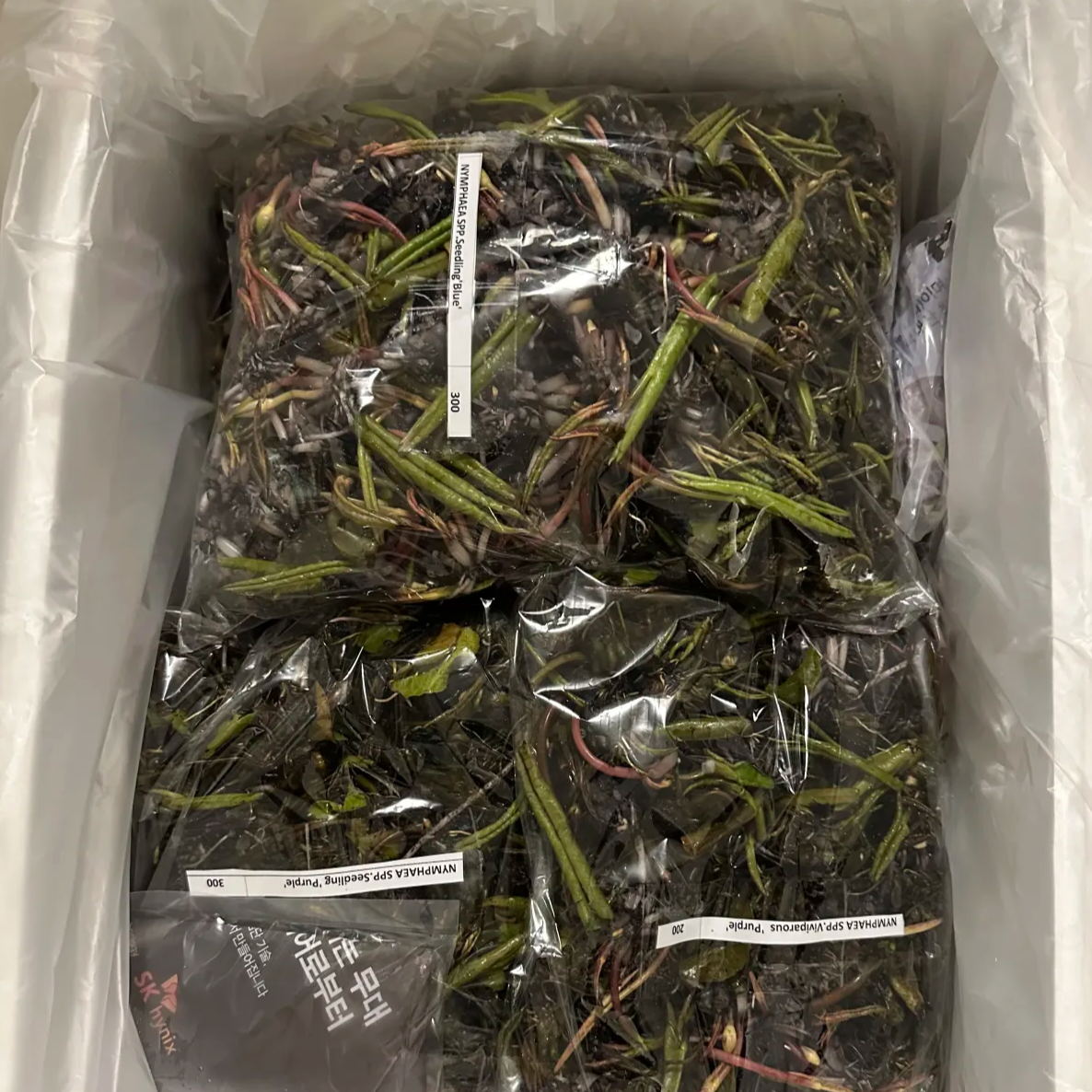 Water lily Thai hybrids for sale