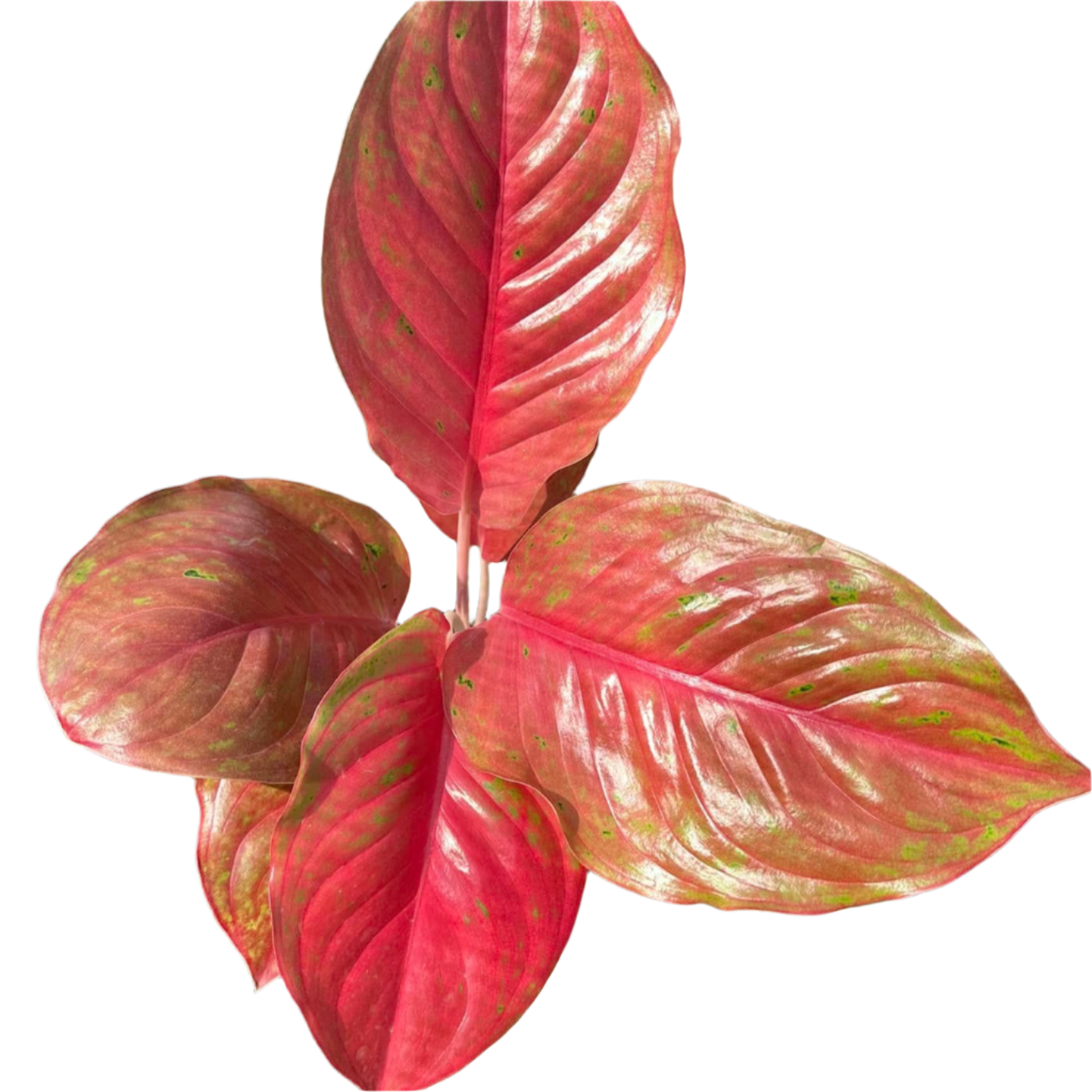 Aglaonema - Red LukSap