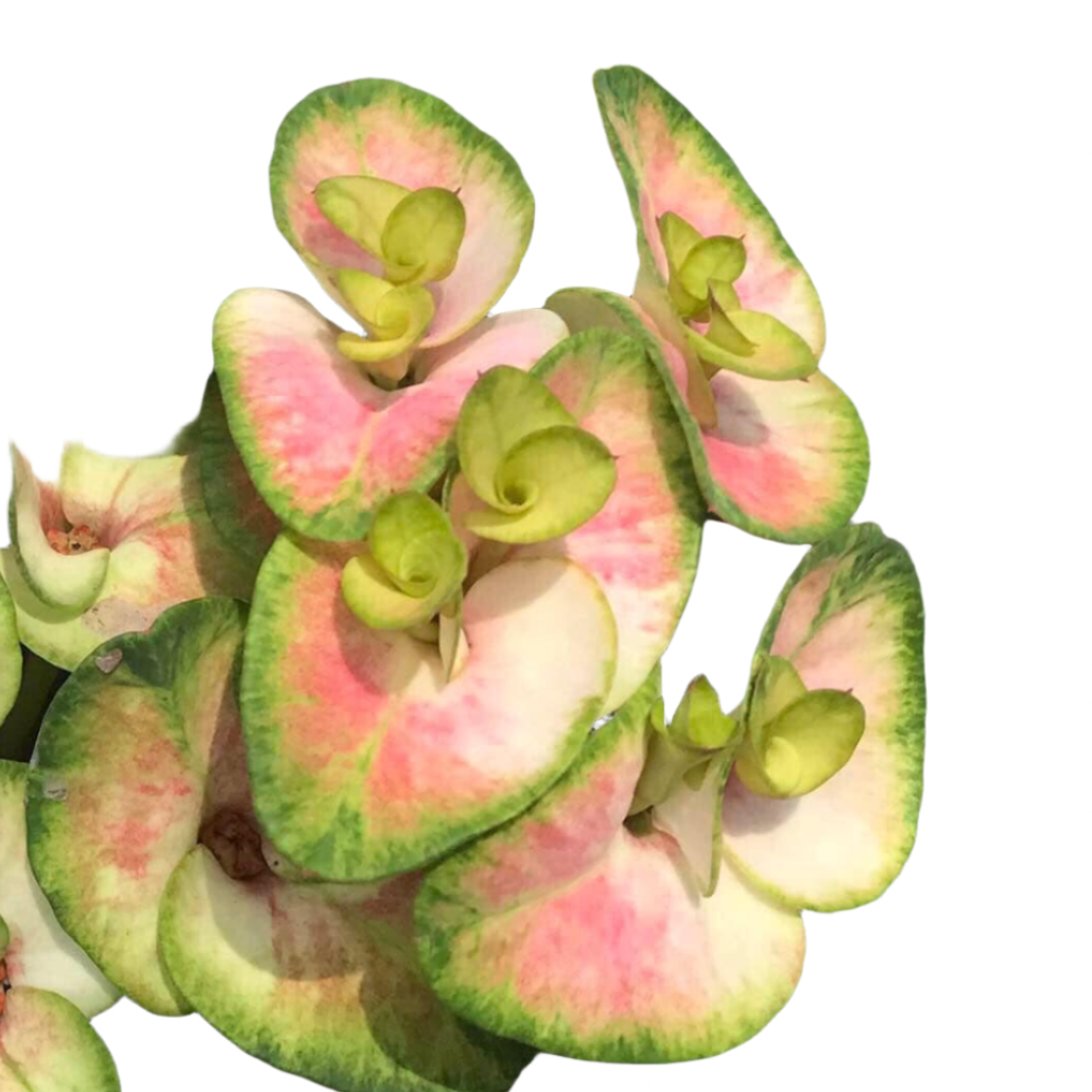 Euphorbia milii - Premium Flowers - PetchManee