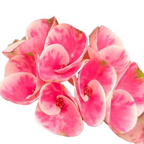 Euphorbia milii - Premium Flowers - Annabelle