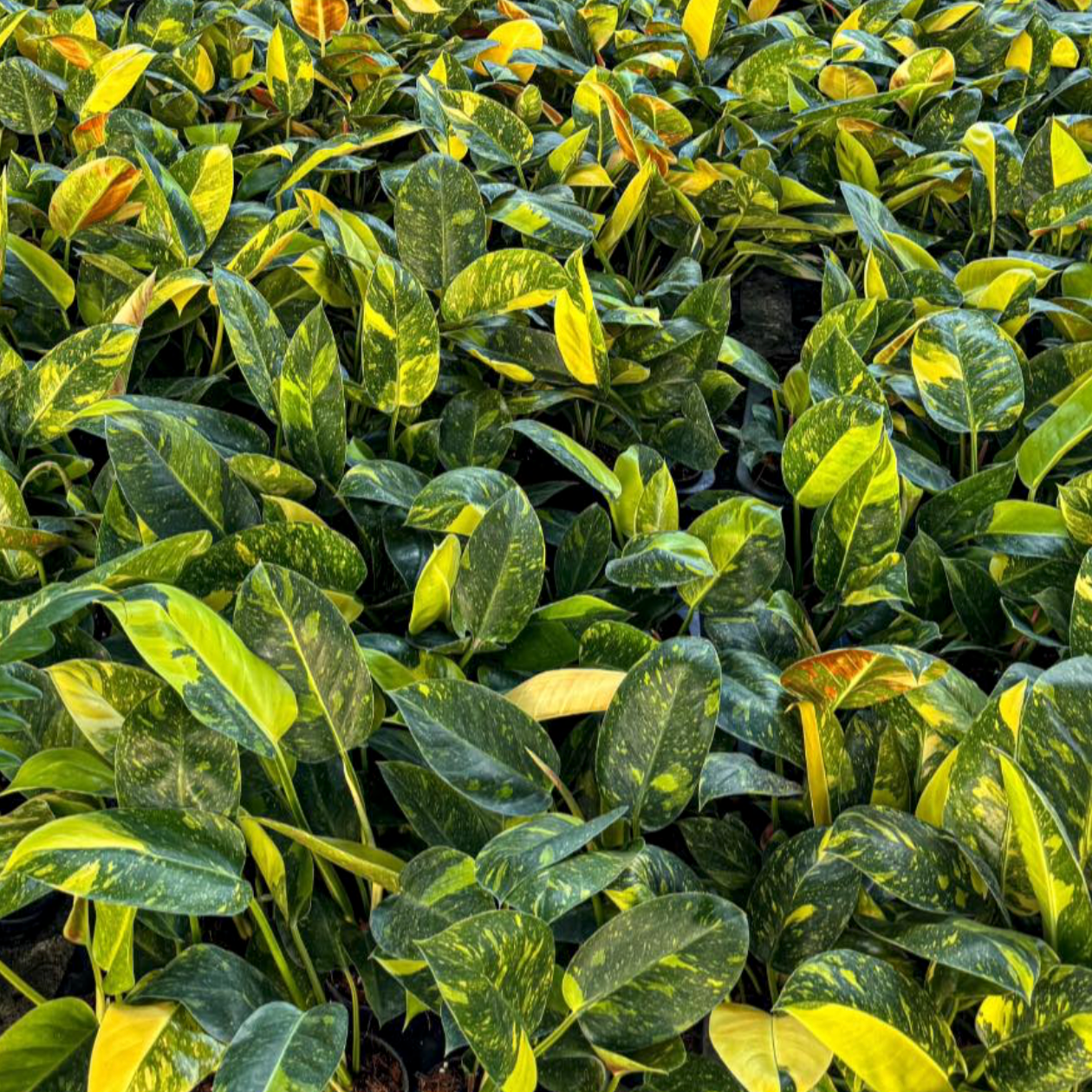 Variegated plant nursery in Thailand