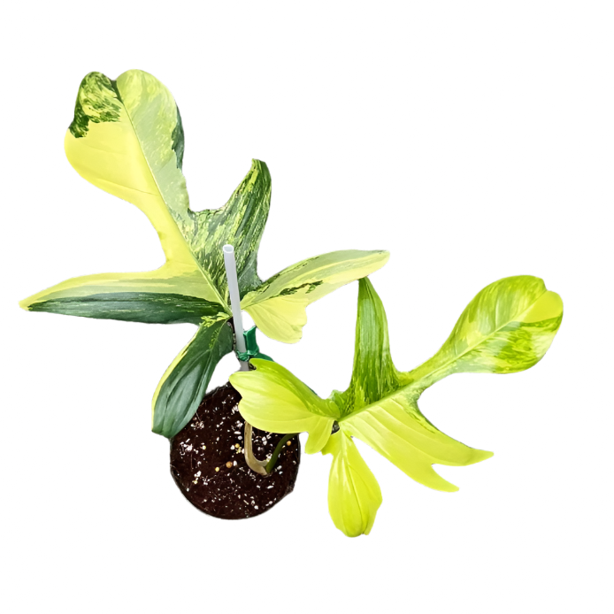 Philodendron Florida Beauty