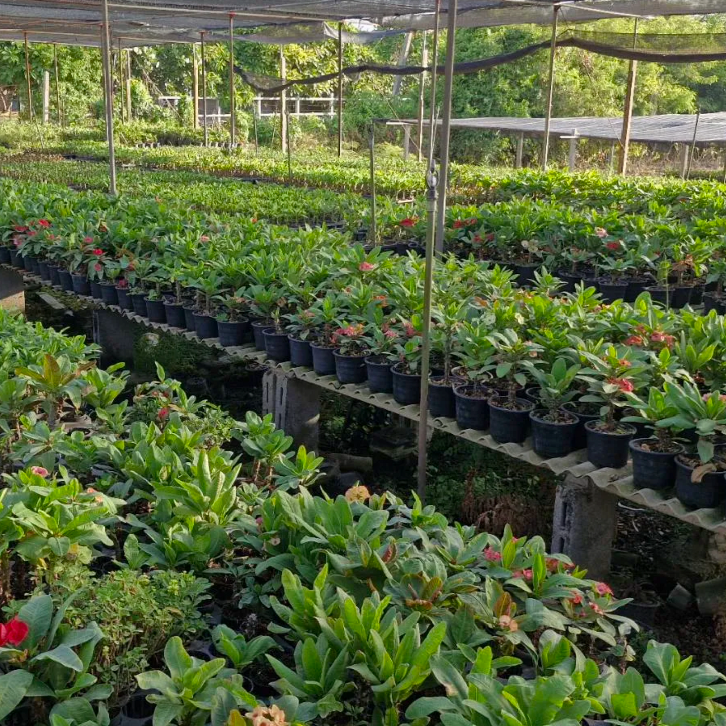 Euphorbia milii nursery in Thailand