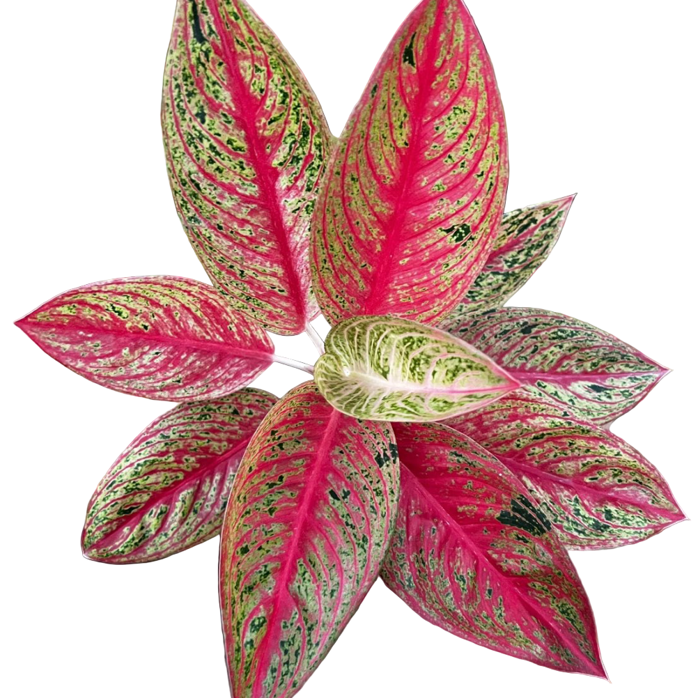 Aglaonema - Red Legacy