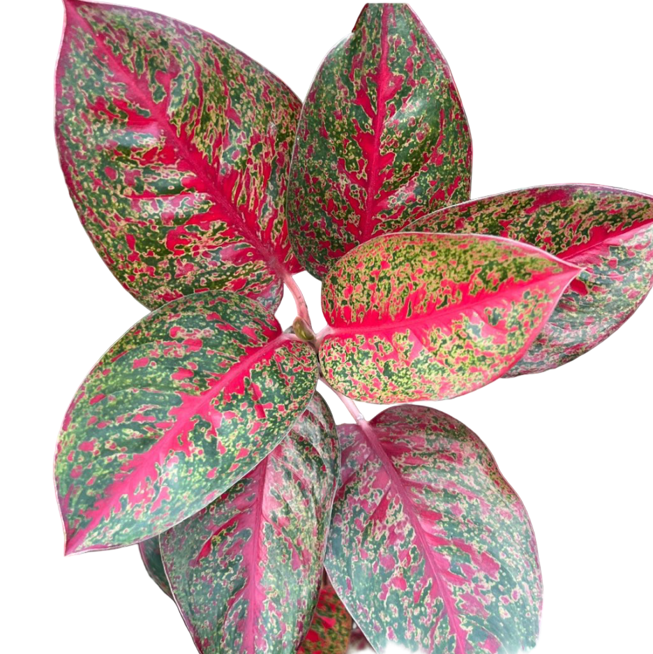 Aglaonema - Sap Mongkhon