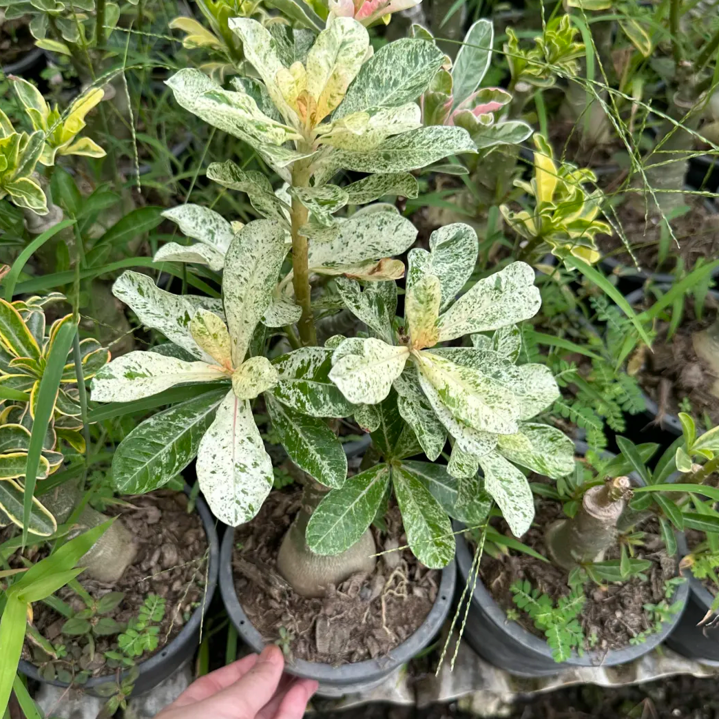 Variegated Adenium in Thailand