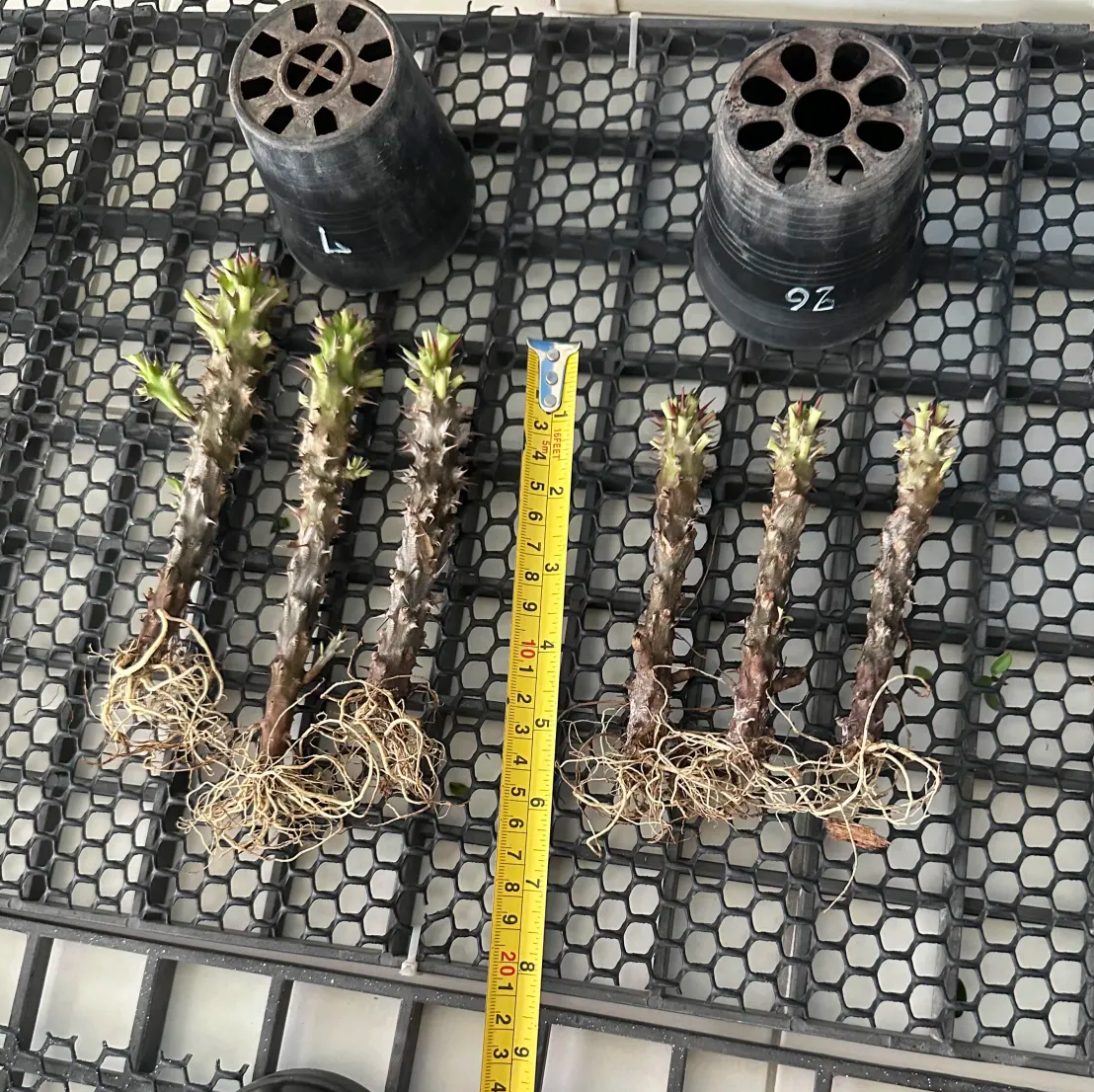 Euphorbia milii Cham Chan - Premium Flowers