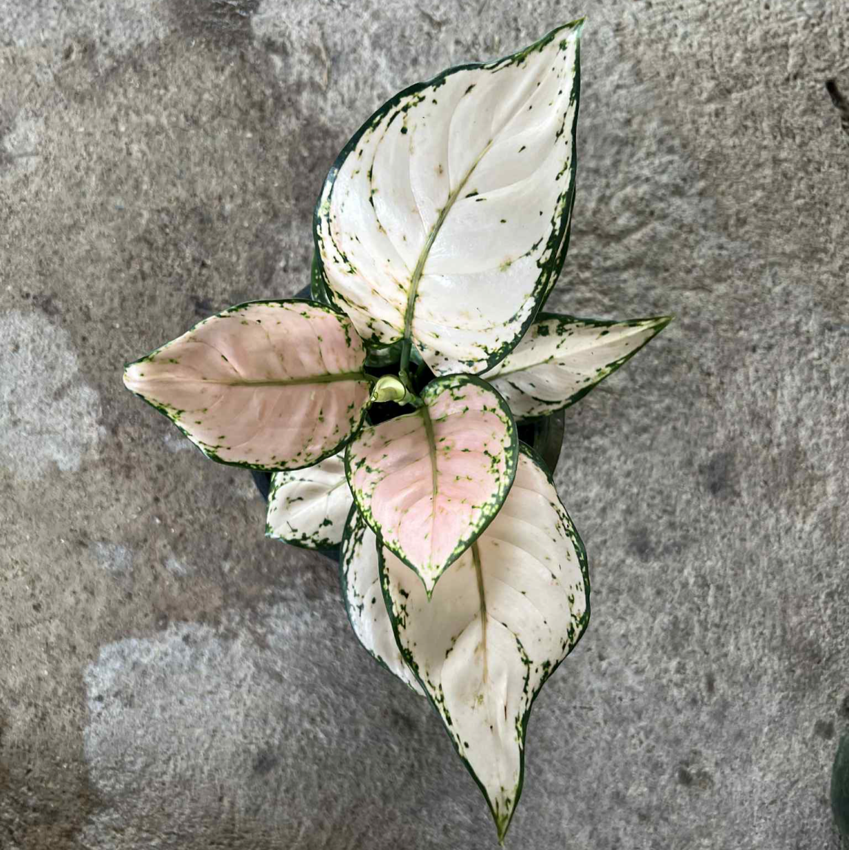 Aglaonema pale pink