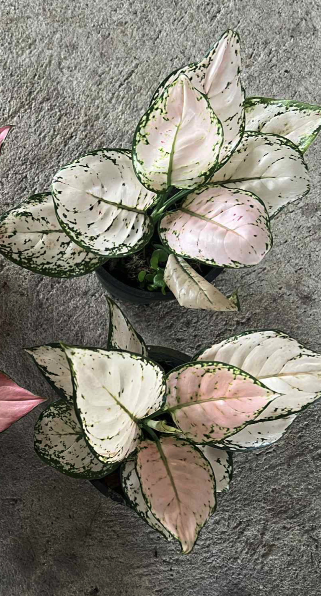 Aglaonema soft pink