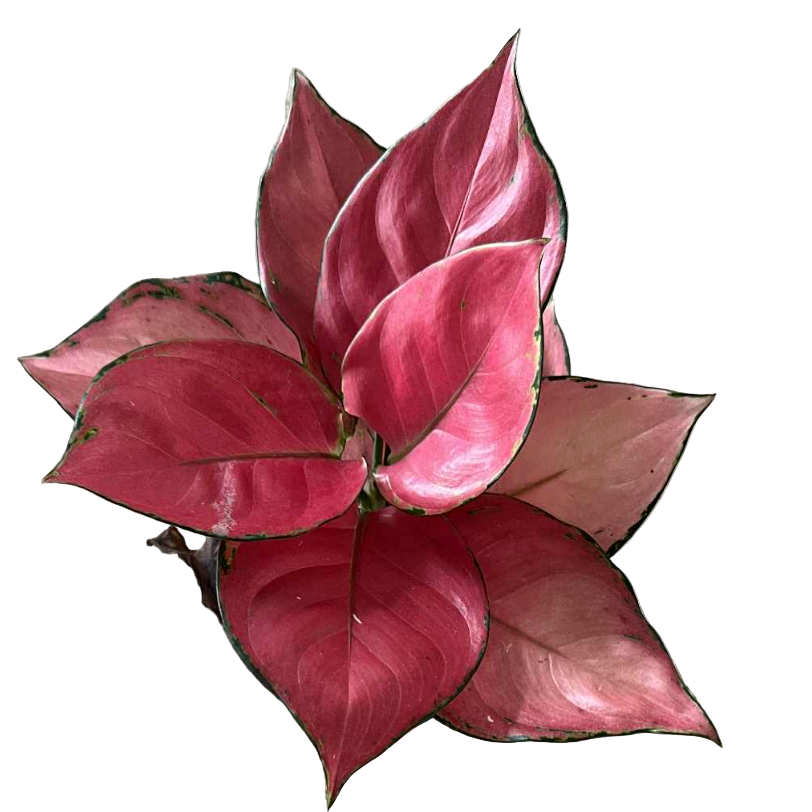 Aglaonema Super Pink