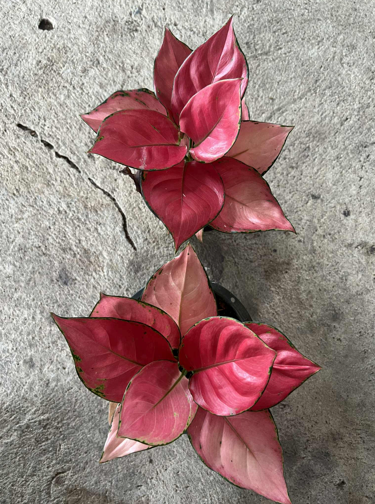 Aglaonema Super Pink