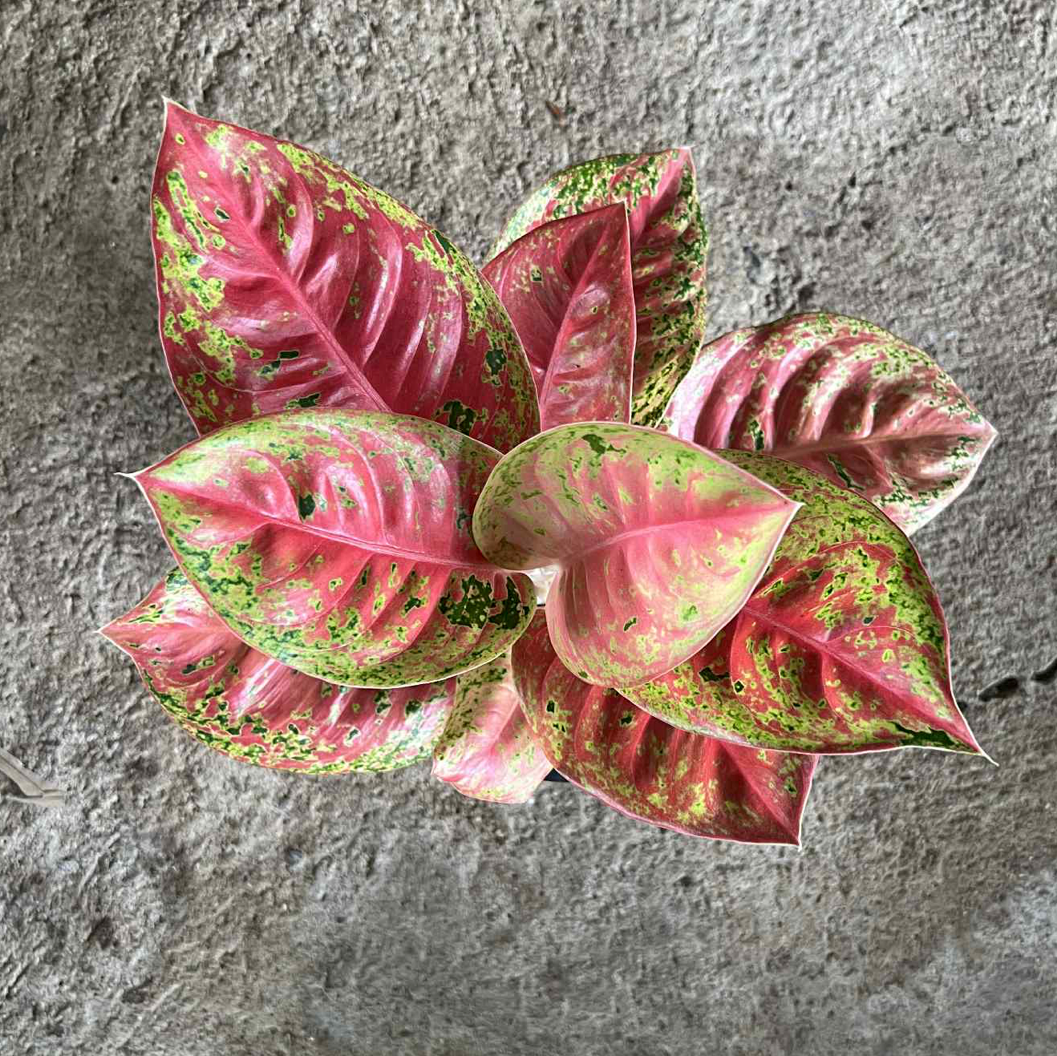 Aglaonema Red Tycoon