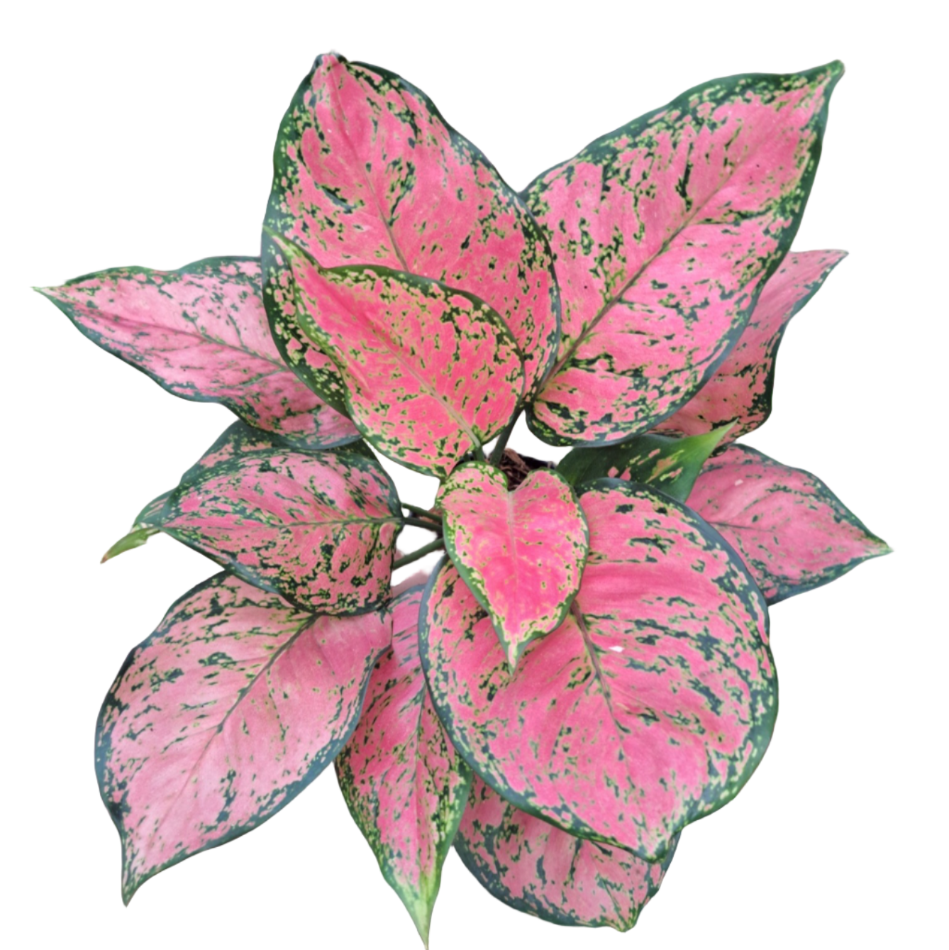 Aglaonema Anya Manee Dang