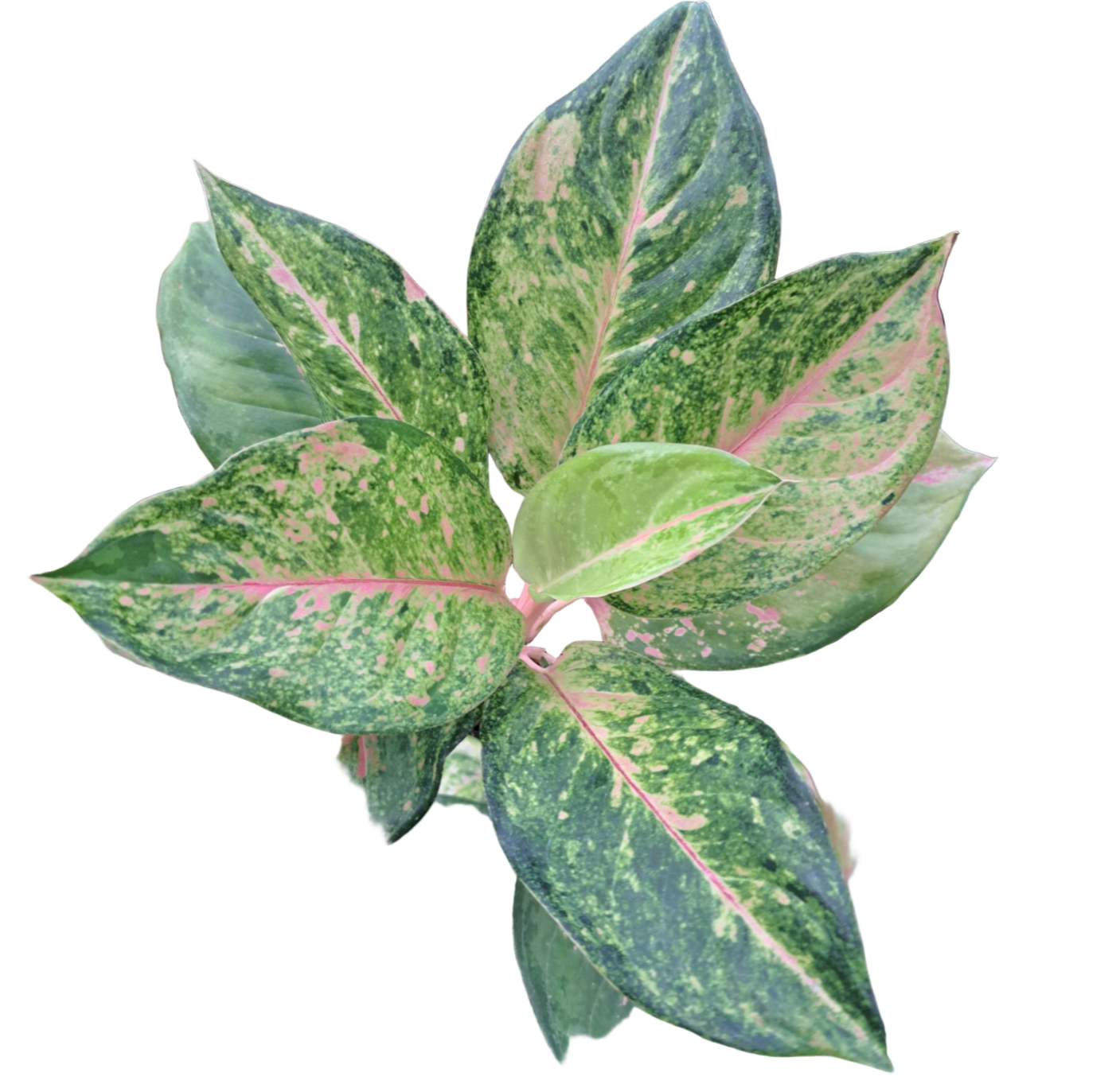 Aglaonema Velvet Sky